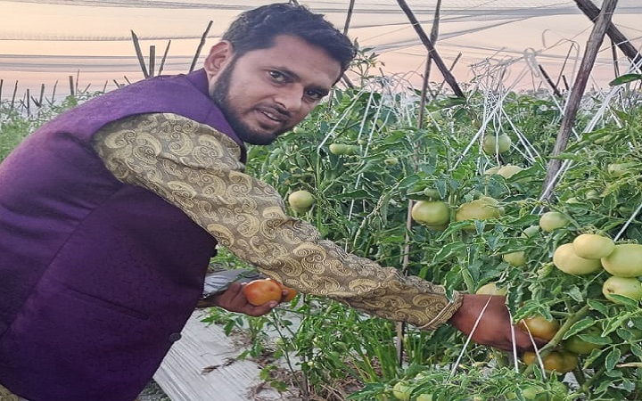 মাধবপুরে টমেটো চাষে  সংবাদকর্মীর সাফল্য
