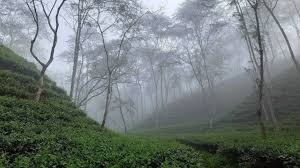 মৌলভীবাজারসহ ২৪ জেলায় শৈত্যপ্রবাহ