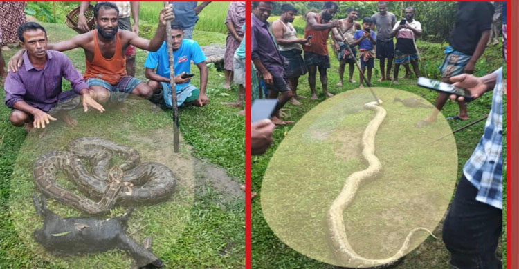 বড়লেখায় লোকালয়ে এসে আস্ত ছাগল গিলে খাচ্ছে অজগর, হ ত্যা ক র ল গ্রামবাসী