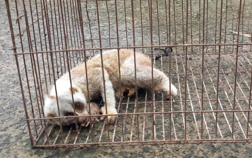বড়লেখায় বাঁচানো গেল না সেই লজ্জাবতী বানরটিকে