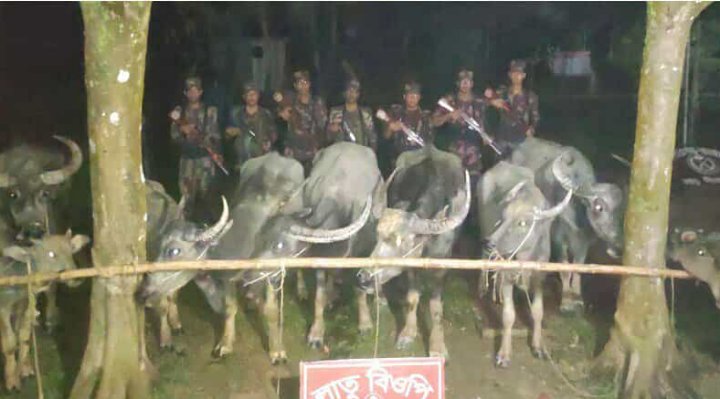 বড়লেখা সীমান্তে অবৈধভাবে ভা*রত থেকে নিয়ে আসা ১০টি মহিষ আ ট ক