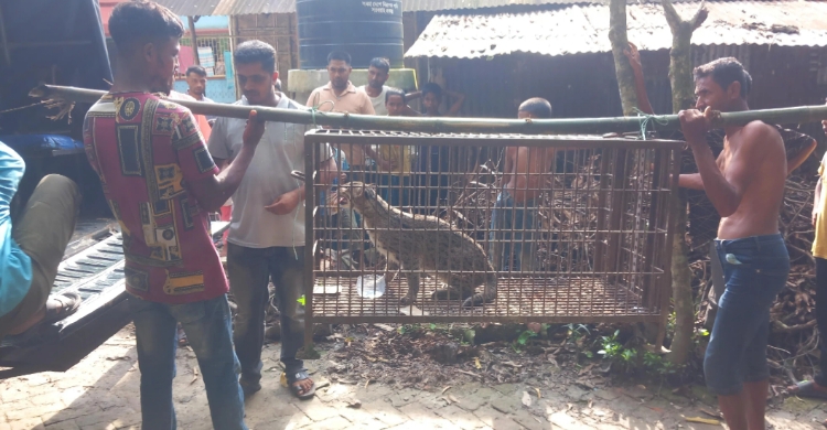 ওসমানীনগরে মেছো বাঘ আ ট ক, বন বিভাগের কাছে হস্তান্তর