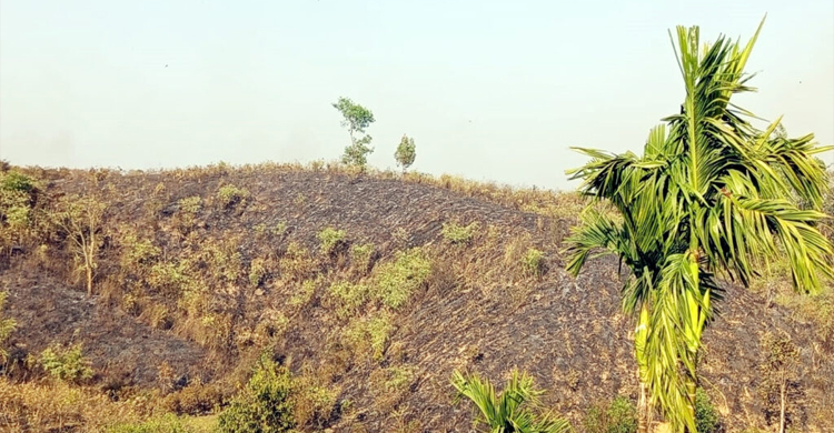 লাউয়াছড়ায় আ*গুন লেগে পুড়ে গেল ১ একর জায়গার গাছগাছালি
