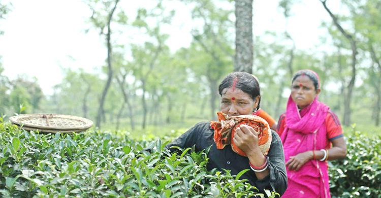 ৩ মাস বেতন বন্ধ ৪ চা-বাগানে, মানবেতর জীবনযাপন শ্রমিকদের