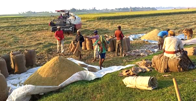 আজমিরীগঞ্জে আমনের বাম্পার ফলন : খুশি কৃষকরা