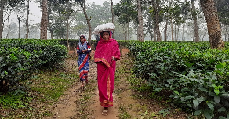 কমলগঞ্জে এনটিসির ৮টি বাগানে কাজে যোগ দেননি চা শ্রমিকরা