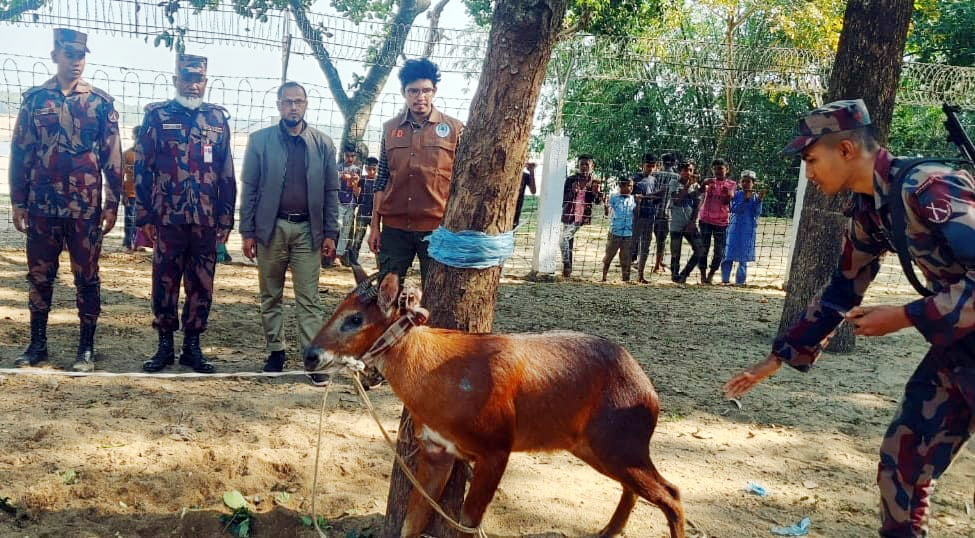 বিপন্ন বনছাগল উদ্ধার, কমলগঞ্জের রাজকান্দি রিজার্ভ ফরেস্টে করা হবে অবমুক্ত