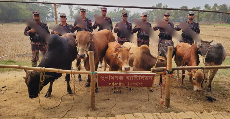 সুনামগঞ্জে ভা র তী য় সাত গরু ফেলে পালিয়েছে চো রা কা র বা রি