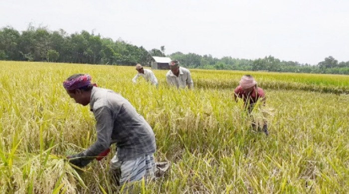 হবিগঞ্জে ৮০ শতাংশ পাকলেই ধান কাটার পরামর্শ,অতিভারি বৃষ্টির শঙ্কা