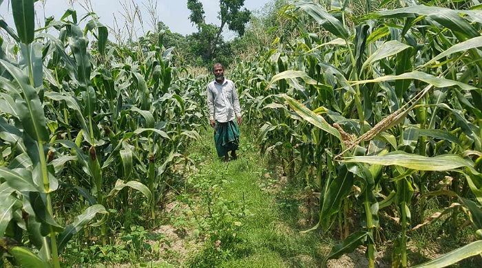 শায়েস্তাগঞ্জে ভুট্টা চাষে আগ্রহ বাড়ছে কৃষকদের