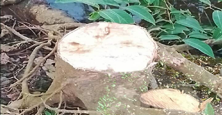 তাহিরপুরে সড়কের দুই পাশের গাছ কে টে নিচ্ছে দু র্বৃ ত্ত রা