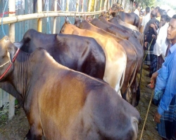 সিসিক’র ৭ অনুমোদিত পশুর হাট