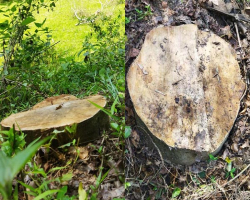 জুড়ীতে দুই ইউ পি সদস্যের বিরুদ্ধে সংরক্ষিত বনের গাছ চুরির অভিযোগ