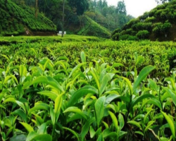 বৃষ্টিতে চা বাগানে ফিরেছে সবুজ প্রাণ