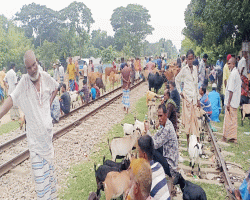 কমলগঞ্জে রেললাইনের ওপর পশুর হাট, ঝুঁকিতে ট্রেন চলাচল