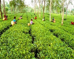 এবার  চা উৎপাদনের লক্ষ্যমাত্রা ১০২ মিলিয়ন কেজি