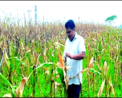 নবীগঞ্জে ভুট্টা চাষে সফল তরুণ উদ্যোক্তা জামশেদ