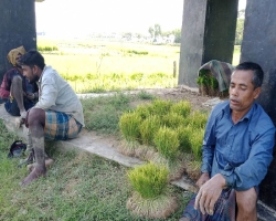 ভাদ্রের তীব্র খরায় আমন নিয়ে বিপাকে কৃষক