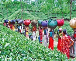 ﻿মাধবপুরে চা শ্রমিকদের টাকা আত্মসাতের অভিযোগ