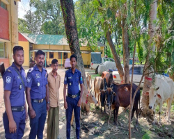 কোম্পানীগঞ্জে ৬টি চোরাই গরুসহ গ্রেপ্তার ১