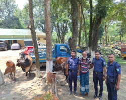 কোম্পানীগঞ্জে ৬টি চোরাই গরুসহ আটক ১