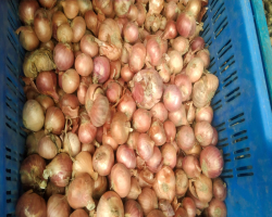 এখনো বাড়তি দামে বিক্রি হচ্ছে পেঁয়াজ