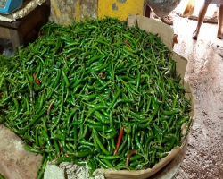 আবারও কাঁচা মরিচে আগুন