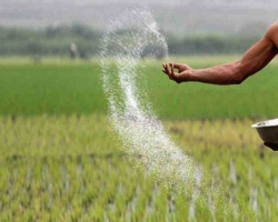ইউক্রেন-রাশিয়া যুদ্ধের পর বাংলাদেশে সারের দাম বেড়েছে ১০৫ শতাংশ
