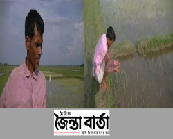 গোয়াইনঘাটে আমন ধানে থ্রিপস পোকার আক্রমণ