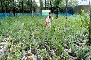 রিসোর্টের পতিত জমিতে বস্তায় আদা চাষ, সফলতার স্বপ্ন দেখছেন জৈন্তাপুরের ইউসুফ রিসোর্টের পতিত জমিতে বস্তায় আদা চাষ, সফলতার স্বপ্ন দেখছেন জৈন্তাপুরের ইউসুফ