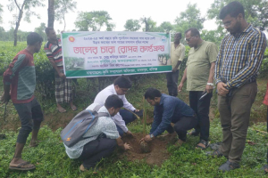 মাধবপুরে বজ্রপাতে ক্ষয়ক্ষতি কমাতে তাল গাছ রোপণ
