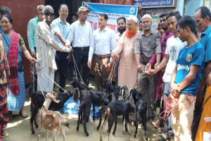 বড়লেখায় ক্ষুদ্র নৃ-গোষ্ঠী পরিবারের মাঝে ৩৩২ টি ছাগল বিতরণ