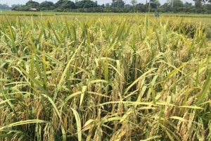 ধর্মপাশায় বোরো ধান কা*টা উৎসব