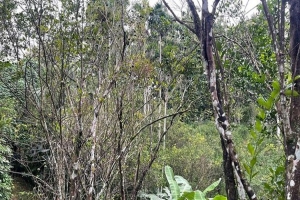 পোকার আক্রমণে মা রা যাচ্ছে কমলা গাছ