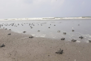 দুই দিনে টেকনাফে সাগরে ছাড়া হলো ৩১৪ কাছিমের বাচ্চা