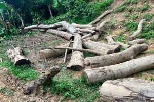 বড়লেখায় চা-বাগানে অ*বৈধ গাছ কা*টার সত্যতা মিলল প্রাথমিক তদন্তে