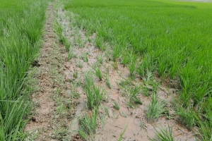 দমদমা সীমান্তে ভা/রতীয় গরুর পাল, ন/ষ্ট হচ্ছে কৃষকের ধান