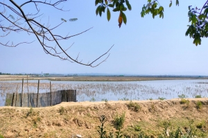 ফের টেকনাফ সীমান্তে গোলাগুলির শব্দ