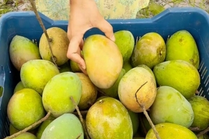 জিআই পণ্যের তালিকায় উঠছে হাঁড়িভাঙা আম