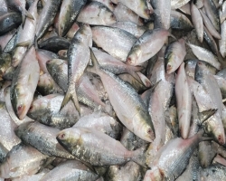 এতিমরা পেল জব্দ ৪০ মণ ইলিশ 