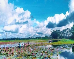 তাহিরপুরের নতুন আকর্ষন লাল শাপলার বিল