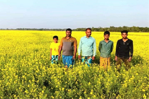 বড়লেখায় সরিষার বাম্পার ফলন, বিস্তৃত মাঠজুড়ে  হলুদ ফুলের ঢেউ