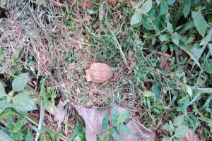 কমলগঞ্জে গ্রে নে ড উ দ্ধা র, এলাকাজুড়ে আতঙ্ক
