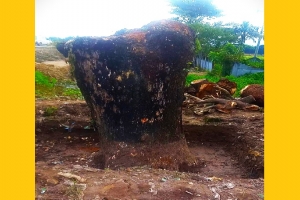 ইউএনওর নাম ভা*ঙিয়ে সরকারি গাছ কা*টার অ*ভিযোগ, তদন্তে প্রশাসন ইউএনওর নাম ভা*ঙিয়ে সরকারি গাছ কা*টার অ*ভিযোগ, তদন্তে প্রশাসন