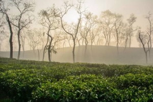 শ্রীমঙ্গলে কমছে না শীত