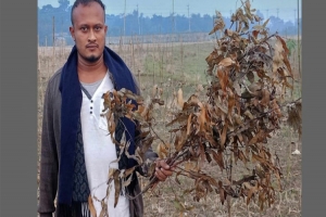 নবীগঞ্জ কুর্শিতে ১২’শ গাছের চারা কেটে দিয়েছে দুর্বৃত্তরা, থানায় অভিযোগ