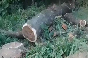 দোয়ারাবাজারে সরকারি গাছ কর্তন, জ ব্দ করলো প্রশাসন