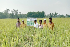 মাধবপুরে ধানে নতুন বিপ্লব—ব্রি ধান-১০৩, উচ্চ ফলনে কৃষকের মুখে হাসি