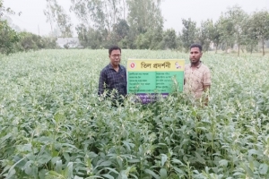 হবিগঞ্জের লাখাইয়ে তিল আবাদে আগ্রহ বাড়ছে কৃষকদের