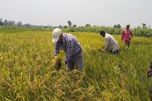 পাকা ধান নিয়ে দুর্ভো*গে  হাওরের কৃষকরা